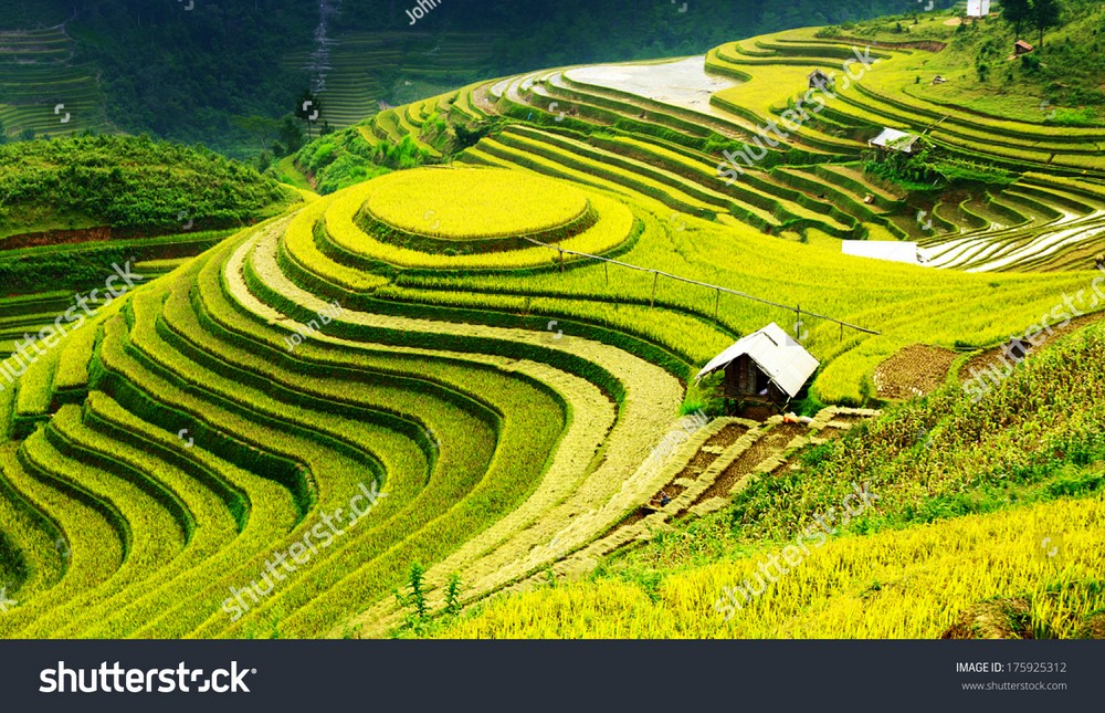 Ruộng bậc thang Tây Bắc MRBT-026